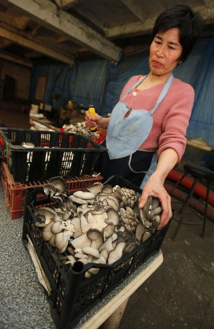 An employee prepares oyster mushrooms, also known as Veshenka mushrooms or Pleurotus Ostreatus, for packing at a private mushroom farm in the settlement of Beryozovka outside Krasnoyarsk, May 16, 2012. The farm is the only cultivator and supplier of oyster mushrooms in the region. Oyster mushrooms lower cholesterol levels and reduce the risk of oncological diseases, according to farm co-owner Sergei Murunov. REUTERS/Ilya Naymushin (RUSSIA - Tags: AGRICULTURE SOCIETY) Published: Kvě. 16, 2012, 3:03 odp.