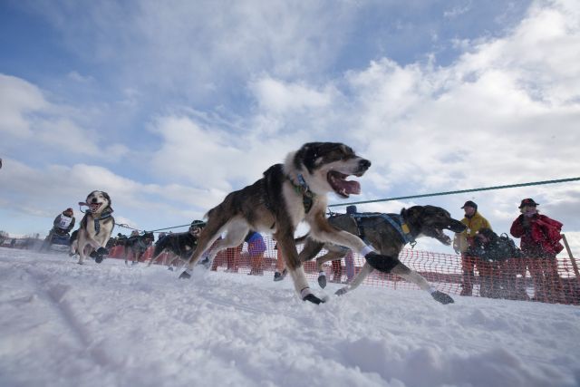 Aljaška psi závod