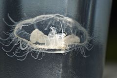 Mimořádný úkaz v přírodě: U Hlučína sledují lidé medúzy