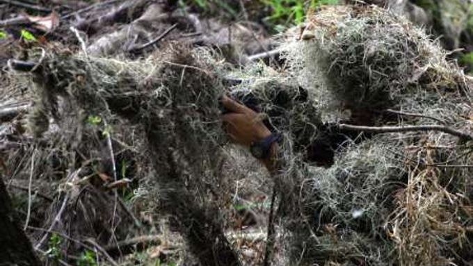 Venezuelský voják při cvičení v džungli