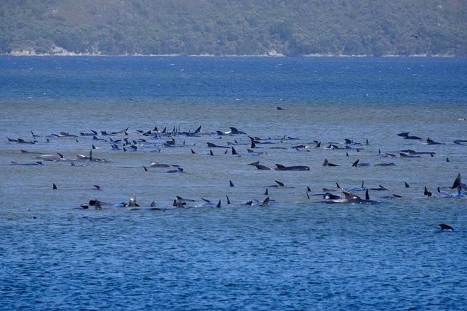 Až 450 kulohlavců uvízlo na mělčině v Tasmánii. Většina z nich i přes snahy záchranářů odvléct je zpět do moře zemřela.