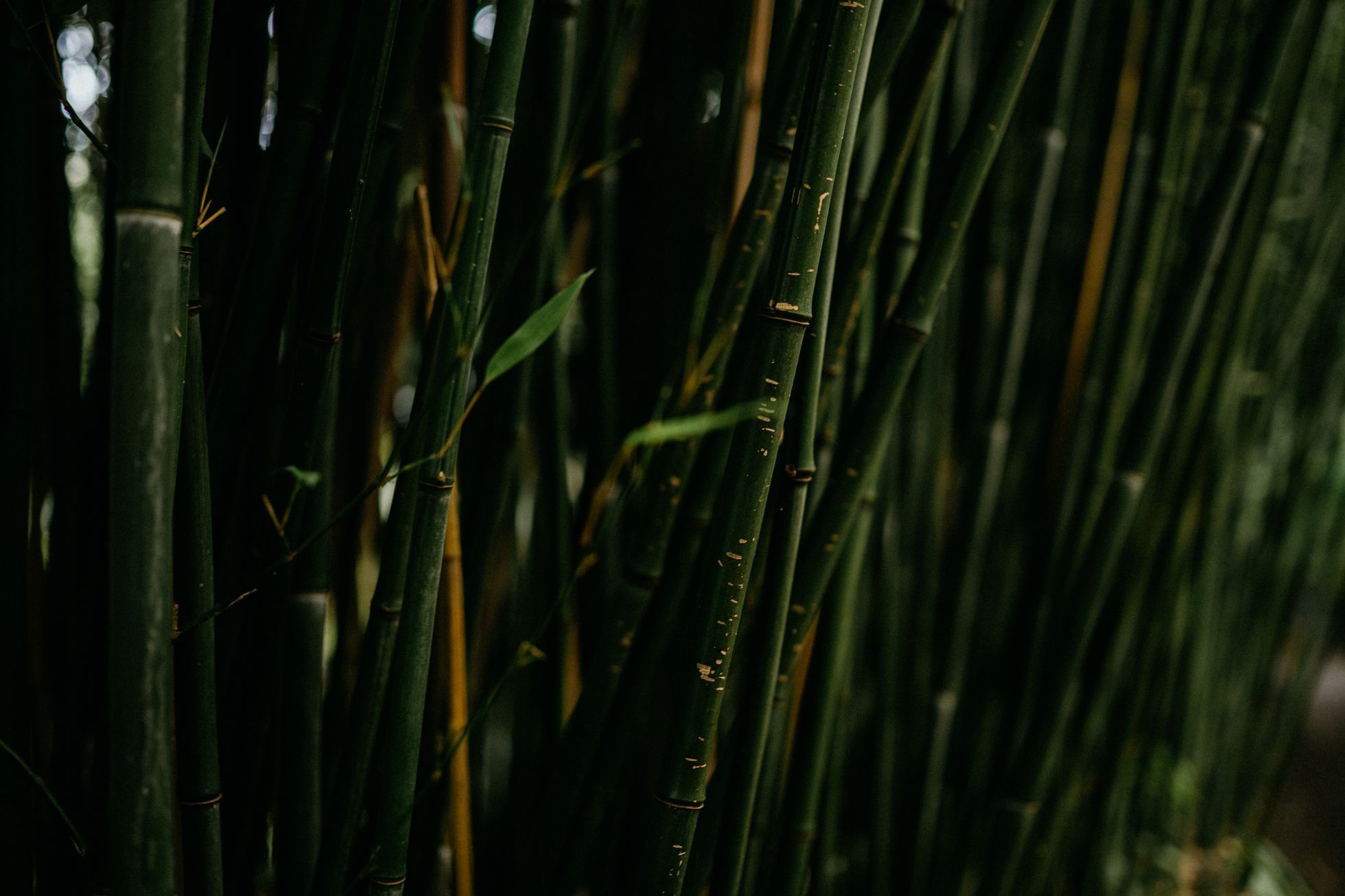 Bambusárium Bohnice