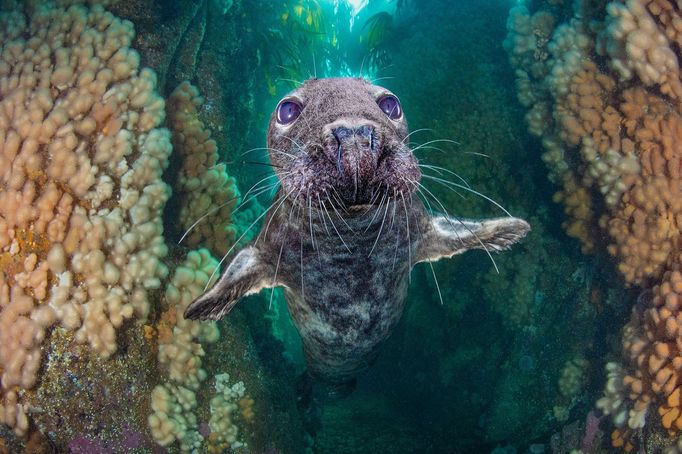 Vítězové soutěže Underwater Photographer of the Year 2021