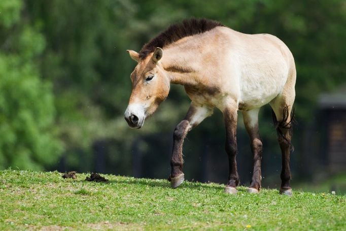 Klisna Lima, která v polovině června zamíří do Mongolska