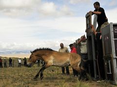 Koně Převalského jsou symbolem pražské zoo. Loni odvezla první zvířata do jejich pravlasti v Mongolsku, letos by chtěla odvézt další.