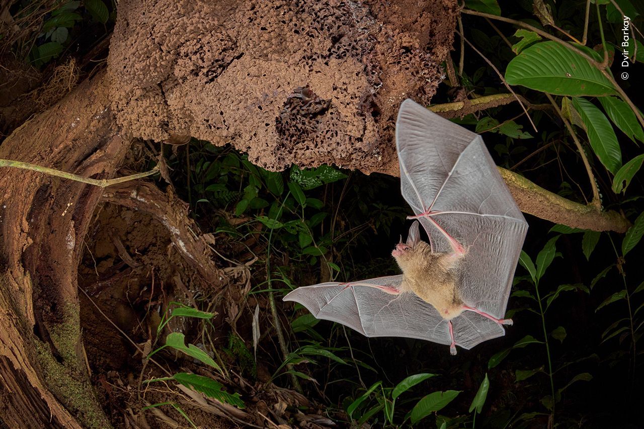 Wildlife Photographer of the Year 2023. Snímky nominované na cenu veřejnosti People Choice Award