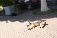Rumuni budou střílet toulavé psy. Po smrti dítěte