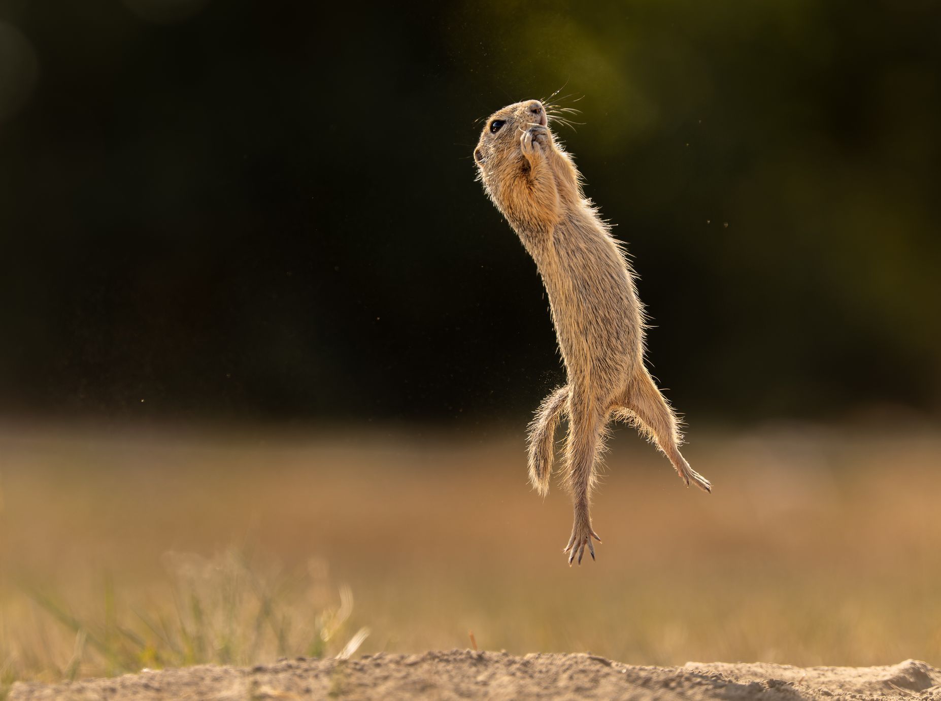 Finalisté soutěže Comedy Wildlife Photography Awards 2023