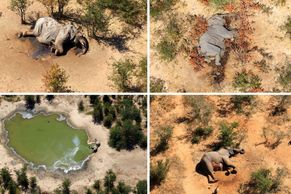 V Botswaně záhadně zemřely stovky slonů, ukazují letecké snímky. Nikdo neví proč