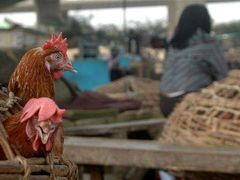 Nigérie je nucená Spojenými státy kontrolovat drůbež kvůli ptačí chřipce.