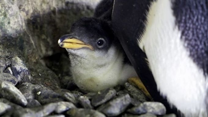 Tučňáčí lesby Electra a Viola adoptovaly mládě jiného páru