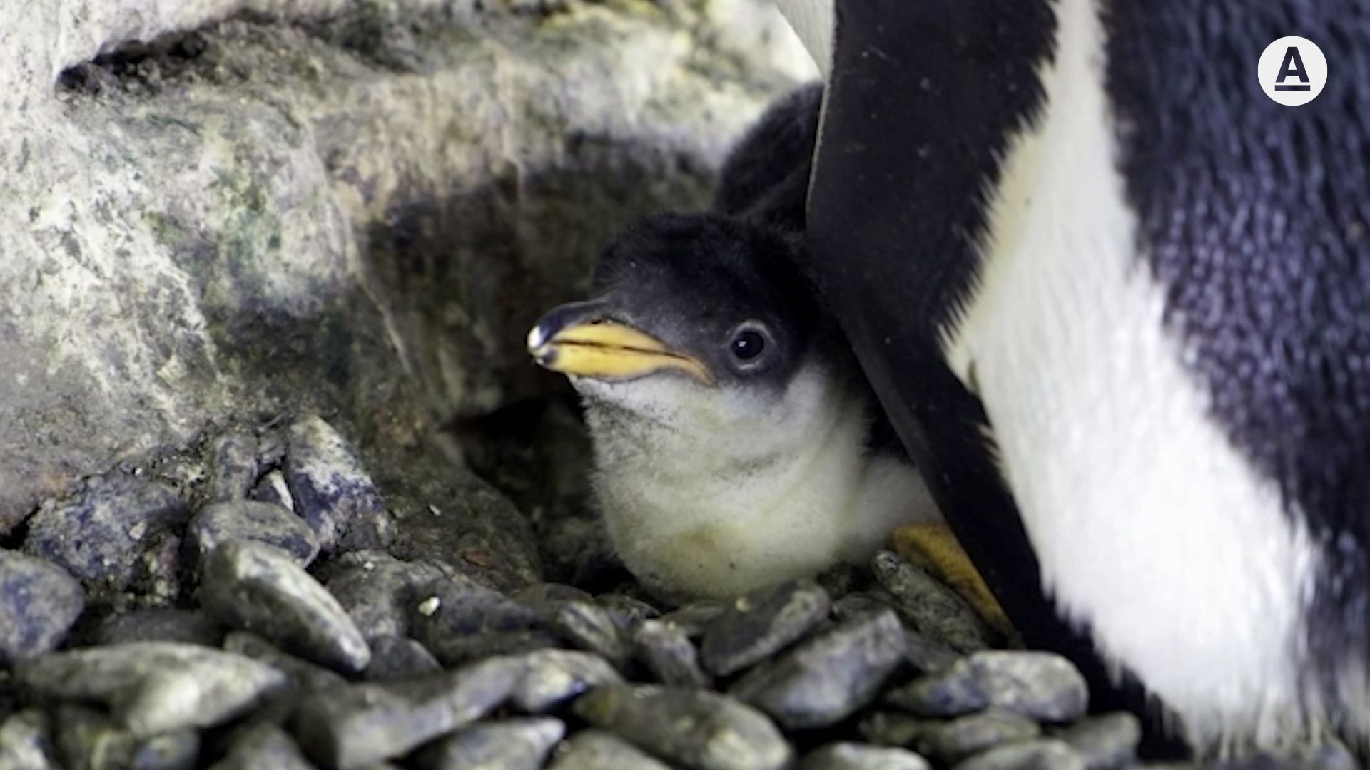 Tučňáčí lesbičky Electra a Viola adoptovali mládě jiného páru