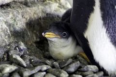 Lesbický pár tučňáků ve Valencii adoptoval mládě jiného páru