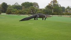 Aligátor na hřišti Myakka Pines Golf Club