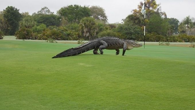 Takhle se procházel obří aligátor na hřišti Myakka Pines Golf Club.