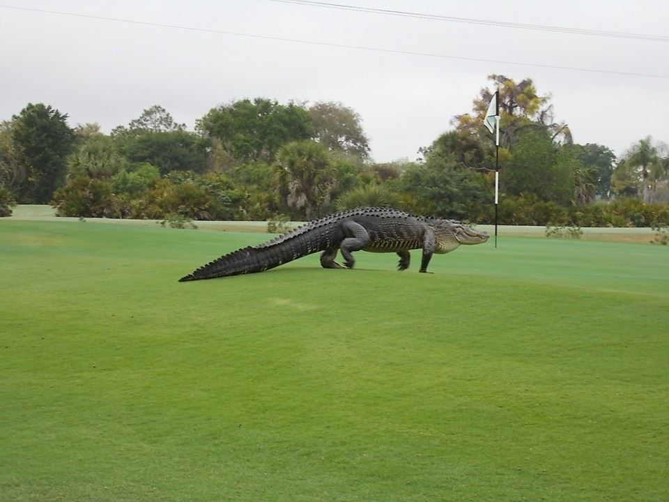 Aligátor na hřišti Myakka Pines Golf Club