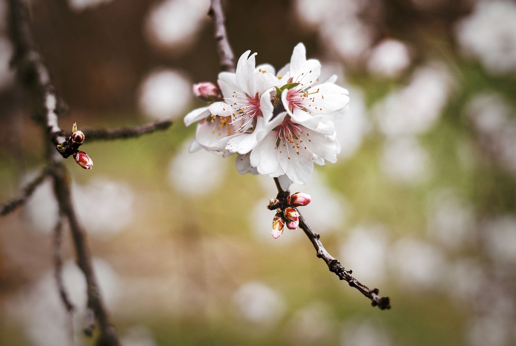 Mandloňové sady v Hustopečích v plném květu, březen 2024