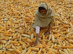 Žena, která přežila loňské zemětřesení třídí kukuřici v Poonchi (indická část Kašmíru)