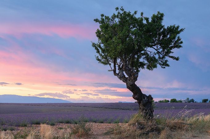 Levandulová pole v Provence