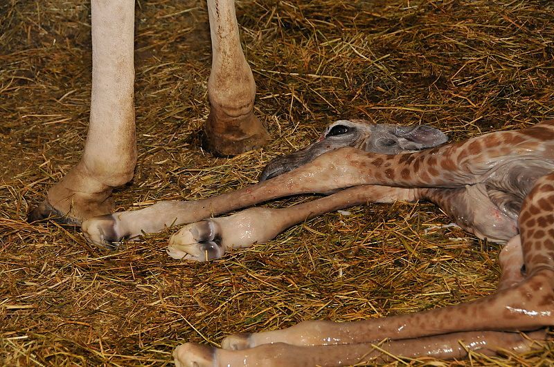 V pražské zoo se narodila žirafa