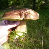NEPOUŽÍVAT !!! Fotosoutěž houby 2017