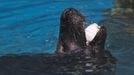 A seal is fed a fish in an ice-cube during a heat wave at Madrid's zoo August 9, 2012. REUTERS/Susana Vera (SPAIN - Tags: ENVIRONMENT ANIMALS SOCIETY) Published: Srp. 9, 2012, 1:16 odp.