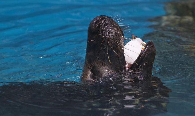 A seal is fed a fish in an ice-cube during a heat wave at Madrid's zoo August 9, 2012. REUTERS/Susana Vera (SPAIN - Tags: ENVIRONMENT ANIMALS SOCIETY) Published: Srp. 9, 2012, 1:16 odp.