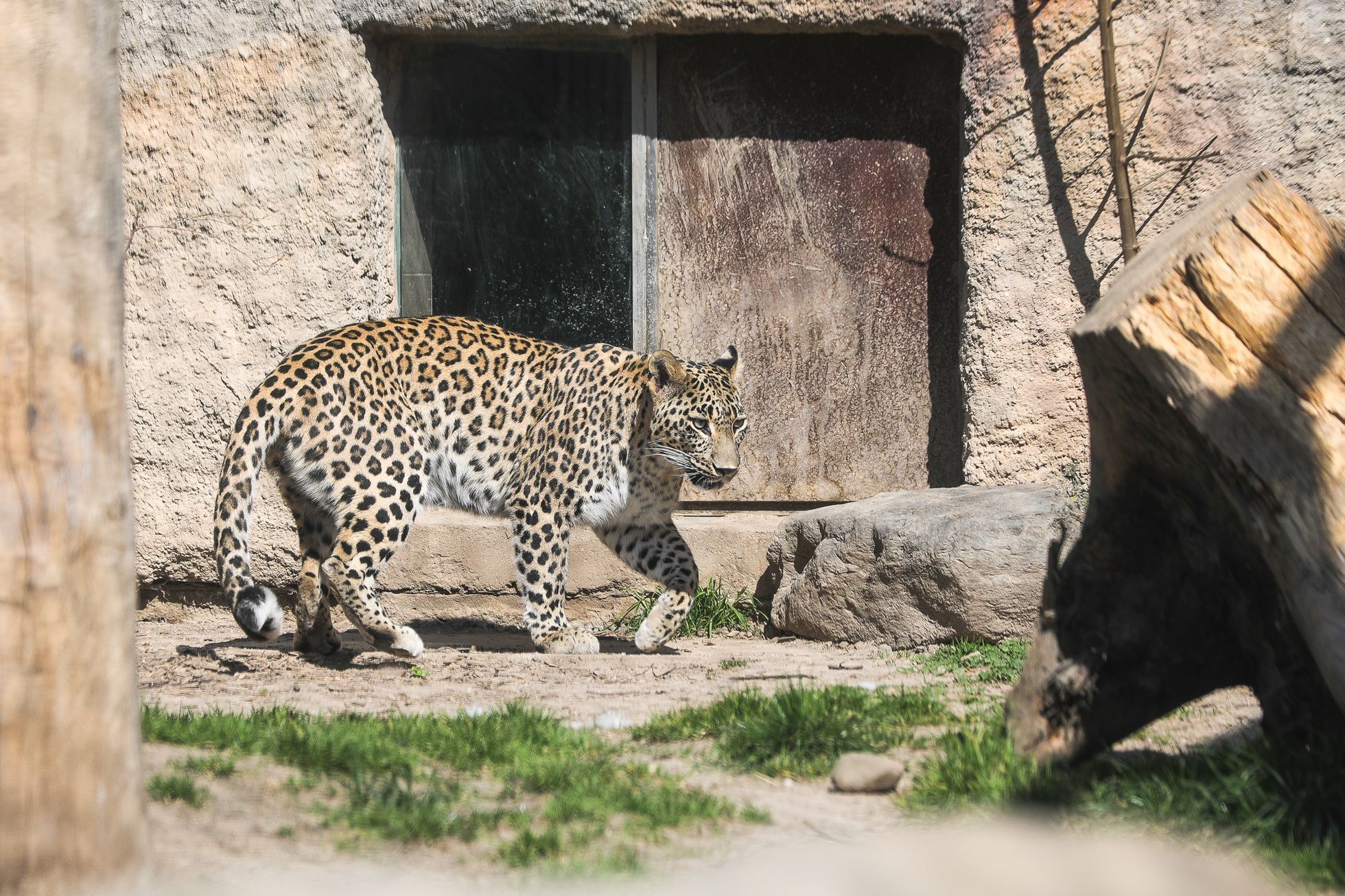 Uzavřená Zoo Dvůr Králové kvůli nouzovému stavu