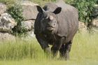 Muži kradli vystavené rohy nosorožců, odsedí si pět let