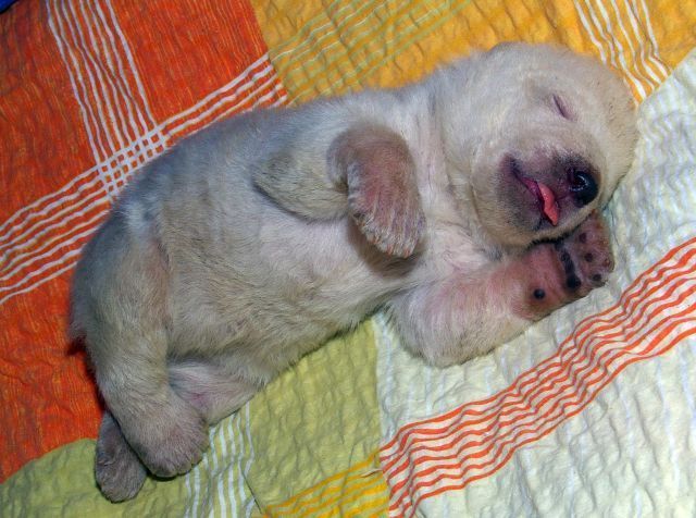 Lední medvídě, jemuž matka v norimberské zoo sežrala sourozence