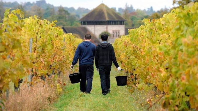 Sběrači hroznů prochází vinicí na statku Denbies v Dorkingu, jižní Anglii, 22. října 2009. V posledních letech ovlivněných mírnějšími jary a podzimy, se několik britských vinařství vrátilo k tradici výroby červeného vína, která odtud vymizela před více než 600 lety.