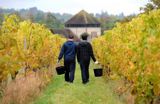 Sběrači hroznů prochází vinicí na statku Denbies v Dorkingu, jižní Anglii, 22. října 2009. V posledních letech ovlivněných mírnějšími jary a podzimy, se několik britských vinařství vrátilo k tradici výroby červeného vína, která odtud vymizela před více než 600 lety.