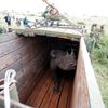 Fotogalerie / Jak se přesouvá nosorožec v Keňi / Reuters / 9
