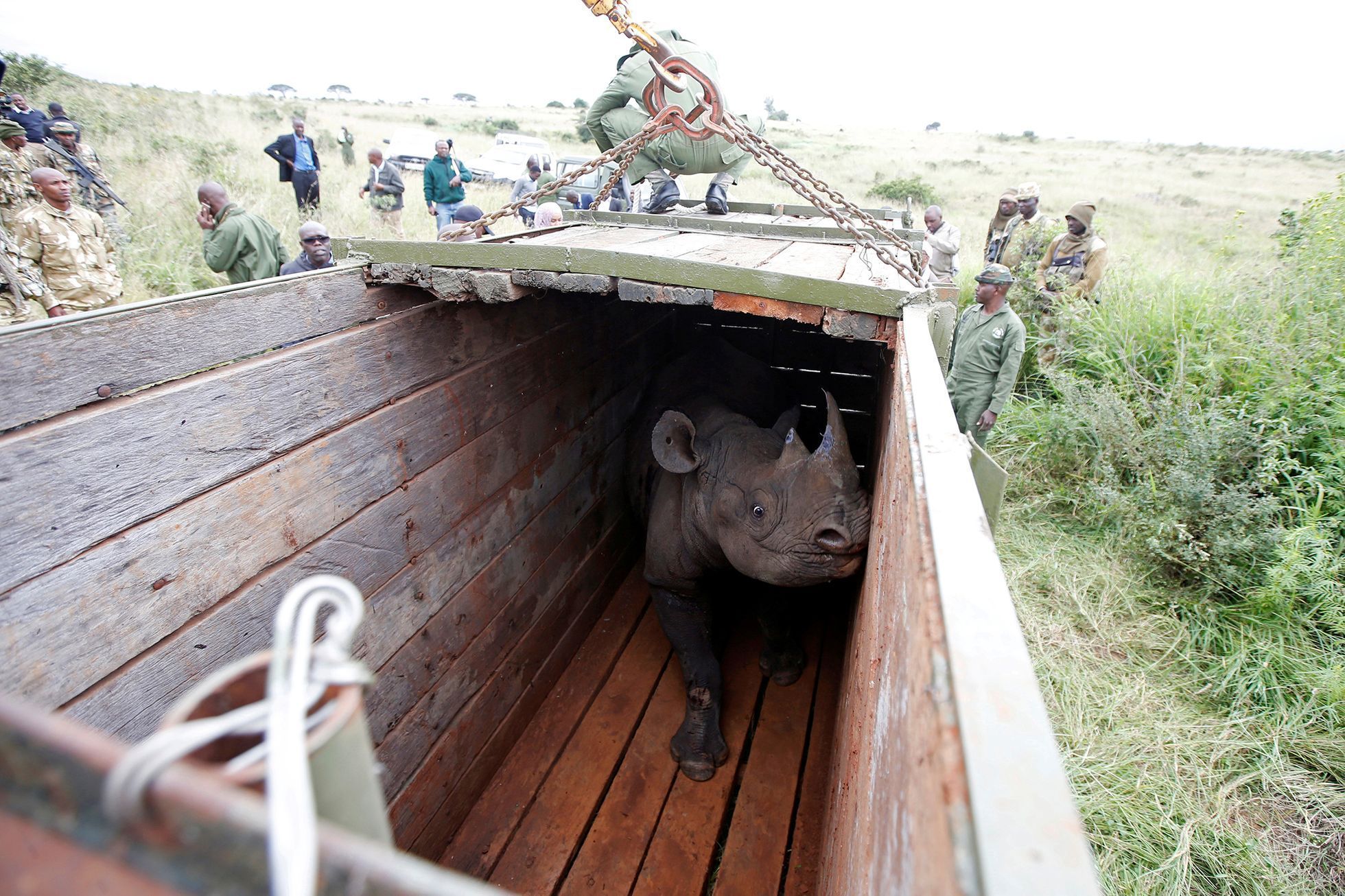 Fotogalerie / Jak se přesouvá nosorožec v Keňi / Reuters / 9