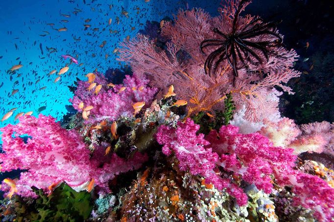 Wide-angle 3rd Place Bill Lamp’l, Florida Soft corals and scalefin anthias, Pseudanthias squamipinnis Bligh Water, Fiji