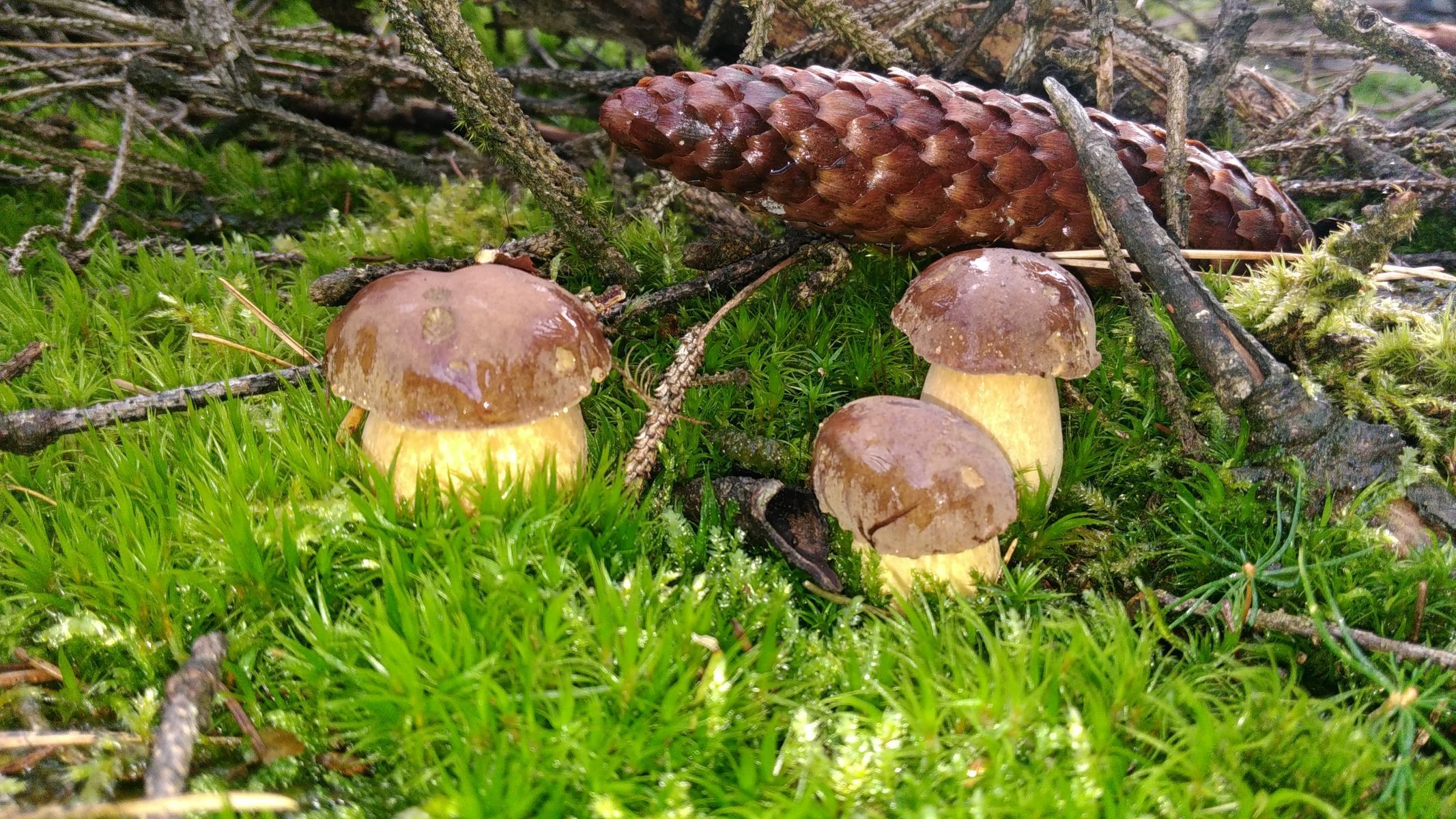 NEPOUŽÍVAT !!! Fotosoutěž houby 2017