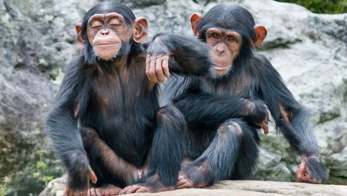 Šimpanzí mláďata, ilustrační foto