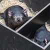 Tasmánští čerti v pražské zoo - nový pavilon Darwinův kráter