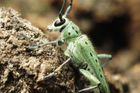 Univerzita v Brně zkoumá, jak nakrmit lidi hmyzem