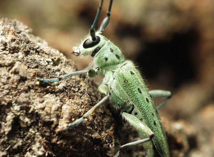 Kozlíček jilmový, latinsky Saperda punctata, ohrožený druh. Jeho larvy se živí pouze dřevem jilmu.