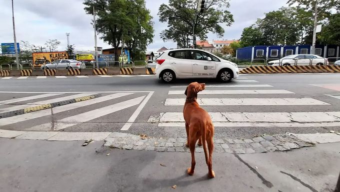 Na soužití se psy ve městě lidi nejvíce trápí neohleduplnost jejich majitelů.
