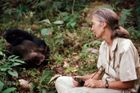 Šimpanzi ji pustili mezi sebe. Pohádkový příběh slavné primatoložky Jane Goodallové