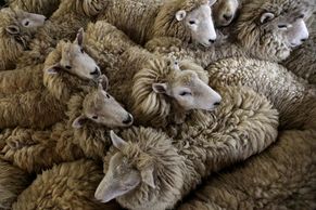Drsná práce střihačů ovcí. Jedna za dvě minuty a dva dolary