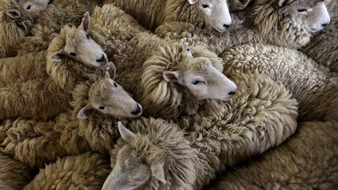 Drsná práce střihačů ovcí. Jedna za dvě minuty a dva dolary