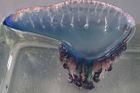 Španělské pláže zaplavují jedovaté medúzy