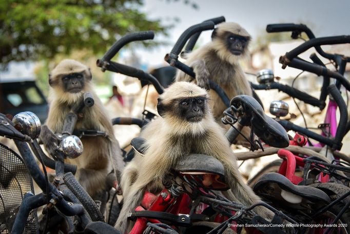 Vítězné snímky ze soutěže Comedy Wildlife Photography Awards 2020