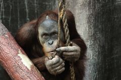 V pražské zoo zemřel dlouho nemocný orangutan Kama