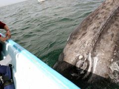 Velryba šedá pozoruje lidi na lodi v laguně San Ignácio v mexickém Baja California.