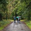 Strašidelný hrad Charleville a tajemný druidský les poblíž irského Tullamore