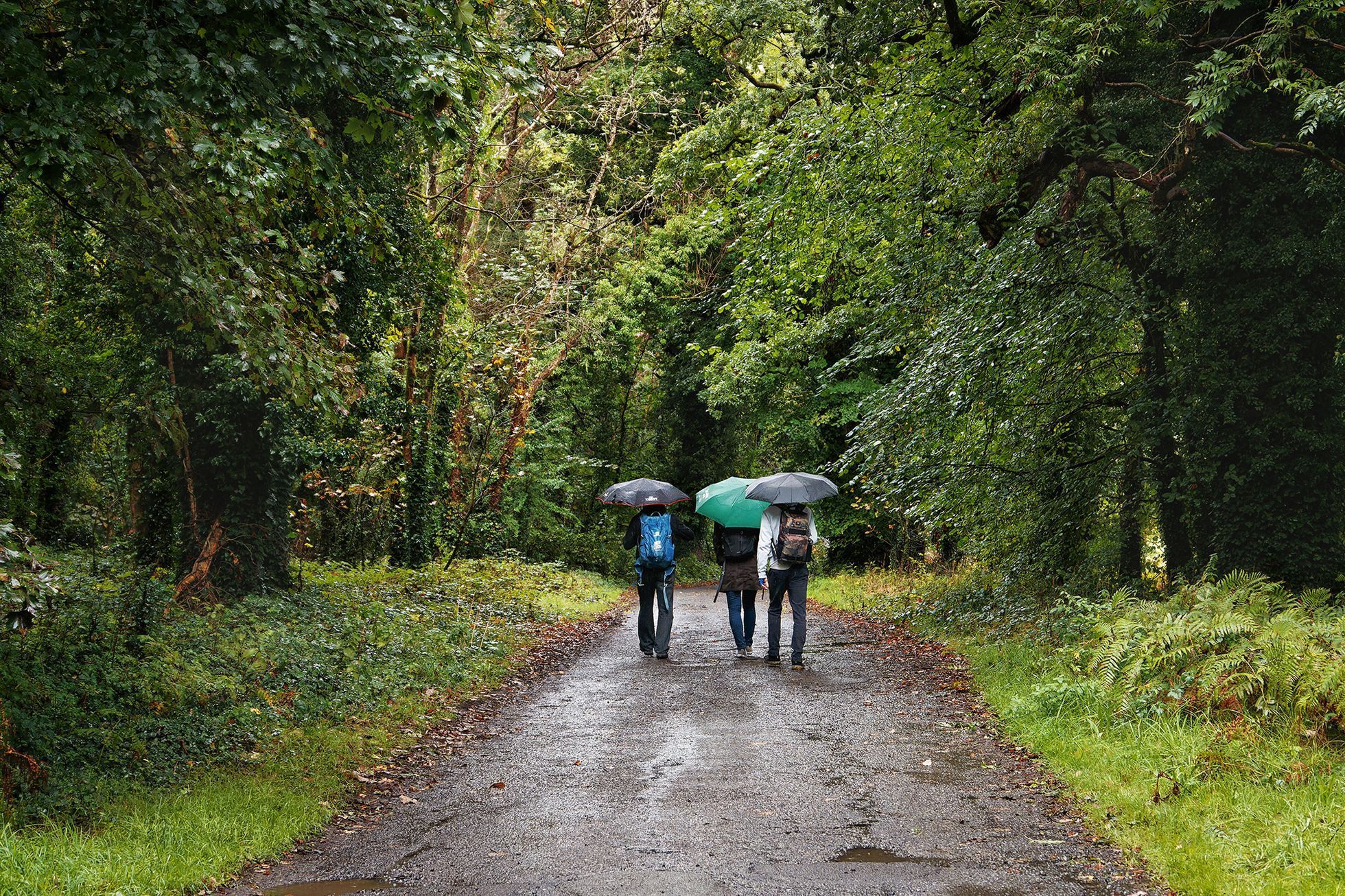 Strašidelný hrad Charleville a tajemný druidský les poblíž irského Tullamore